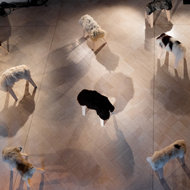 PASTORAL <em>Photo: Dorian Silec Petek</em>
