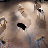 PASTORAL <em>Photo: Dorian Silec Petek</em>