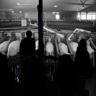 Boring sheep that have been changing the world <em>Photo: Dorian Silec Petek</em>