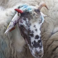 OVIS Boring sheep that have been changing the world <em>Photo: Karmina Silec</em>