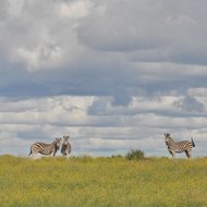 JUŽNA AFRIKA 2017