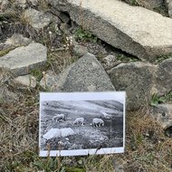 SHEEP LIMIT 78°13 N 15°38°B