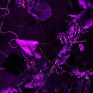 Karmina Šilec: DATA GARDEN <em>Photo: Dorian Silec Petek</em>